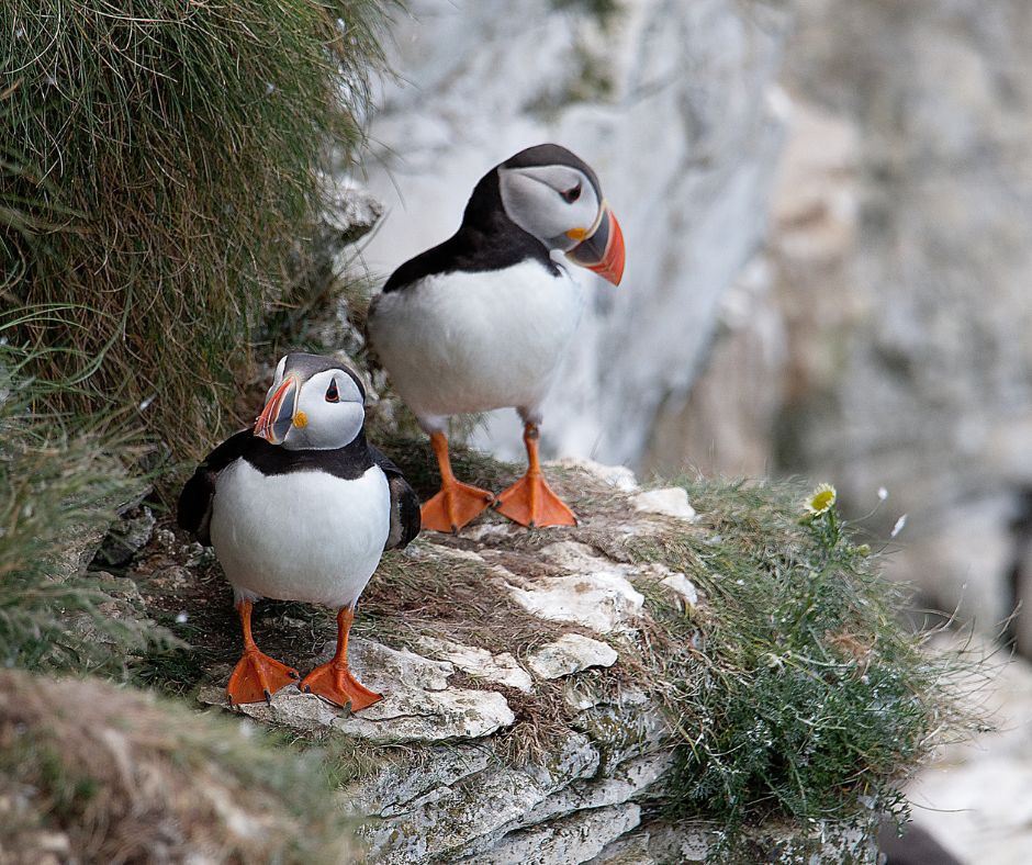 Puffind Lundy Island