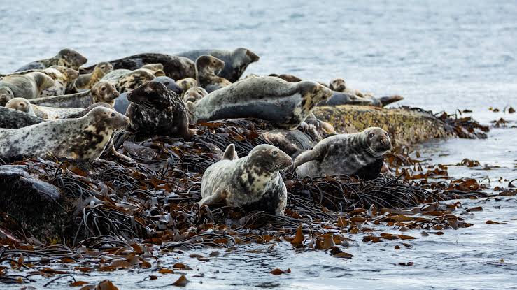 seal spotting North Devon