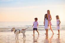 Dog safety on  beach during heatwave