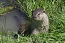 Otters in the wild in North Devon