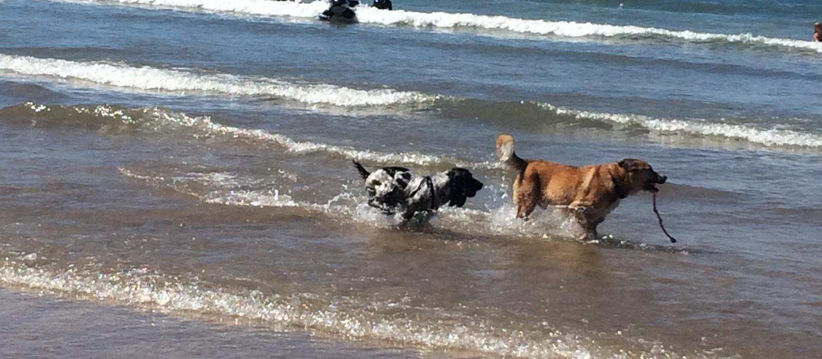 Dogs in the sea at Southover Beach